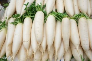 Tuinradijs - Agata - 300 zaden - Raphanus sativus