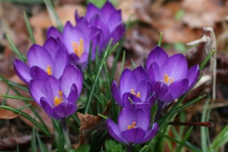 番红花红宝石巨人 -  10个洋葱 - Crocus tommasinianus Ruby Giant
