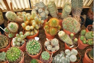 Cactus and succulent soil - 5 litres