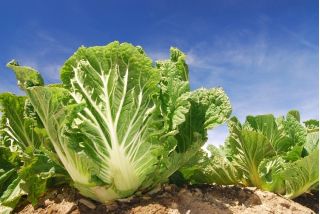Salat Romaine - Parris Island Cos - grøn - 800 frø - Lactuca sativa L. var. longifolia