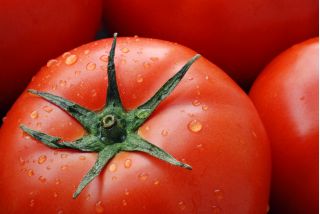 Pomodoro - Bekas F1 - Solanum lycopersicum  - semi