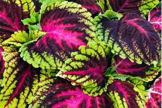 Palettblad - Rainbow - Coleus blumei - Andlöst regnbågsskådespel av lövverk - Färska frön