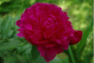 Paeonia, Peony Madame Gaaudichau
