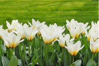 Tulipa Concerto - Tulip Concerto - 5 bulbs