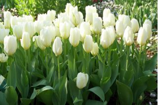 Najčistejšie biele tulipány - Pure White Tulip - 5 kvetinové cibule - Tulipa White Purissima