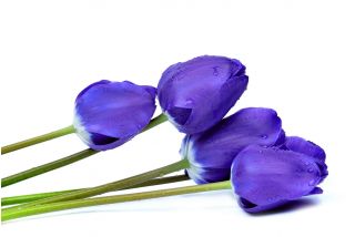Tulipa Blue - Tulip Blue - 5 bulbs