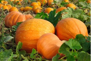 Zucca - Bambino - 100 g - Dimensioni compatte, frutti grandi, fino a 15 kg - Semi Freschi