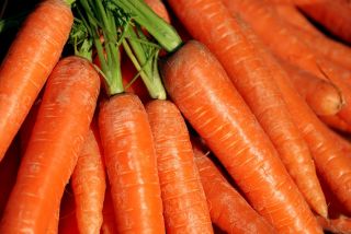 BIO - Wortel "Berlikumer" - benih organik bersertifikat - 4250 biji - Daucus carota ssp. sativus 