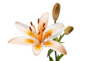 Lys - Orange Electric - Lilium Orange Electric