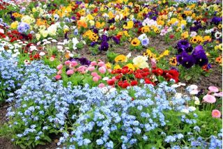 Forget-me-not, tuinviooltje en madeliefje - zaden van 3 bloeiende planten 'soorten - 