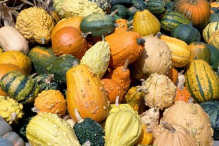 Happy Garden - Fancy Wonder Pumpkin - البذور التي يمكن أن ينمو الأطفال! - 18 بذرة - Cucurbita pepo - ابذرة