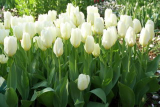 Lavvoksende tulipan - 'White Purissima' - stor pakke - 50 stk.