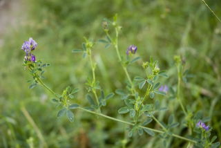 Alfalfa 'Beda' - 1 kg