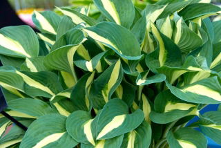Risky Business hosta, lirio de plátano