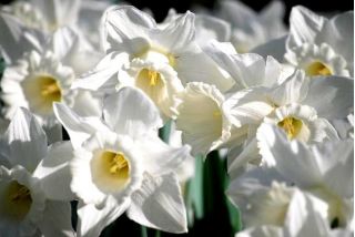 Narcis - Mount Hood - pakket van 5 stuks - Narcissus