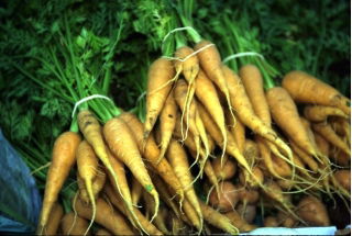 Cenoura forrageira "Lobo" - 500 g - 