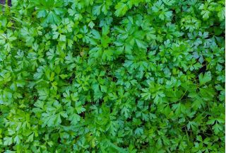 Petrezselyem - Commun 2 - 3000 magok - Petroselinum crispum