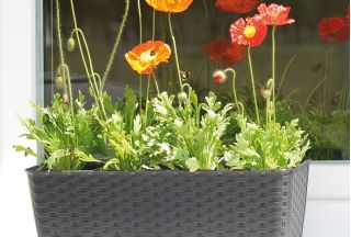Pot bunga persegi panjang dengan cawan - Ratolla - 39 x 15 cm - Umbra - 