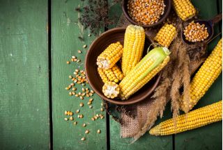 Mais "Flame" - per popcorn - 100 semi - Zea mays ssp. Everta