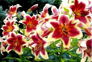 Lilium, Lily Red Dutch
