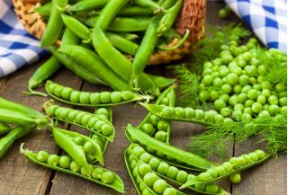 Erwt - Cud Kelvedonu - Pisum sativum - zaden
