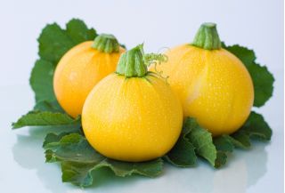 Zucchini "One Ball F1" - 8 hạt - Cucurbita pepo 