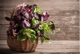 Taman Rumah - campuran varietas Basil - untuk budidaya dalam ruangan dan balkon; Great basil, Saint-Joseph "s-wort - 325 biji - Ocimum basilicum 
