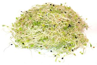 Semillas de germinación - XL 4 sets - 8 piezas + sprouter con 3 bandejas - 