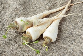 Benih rekaman - Parsley "Berliner Halblange" - varietas terlambat - Petroselinum crispum  - biji