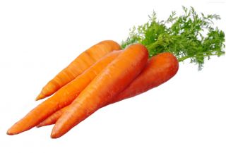 Wortel "Jagna" - varietas awal - SEED TAPE - Daucus carota ssp. sativus  - biji