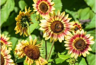 Tournesol - Fantasia - Helianthus annuus - graines