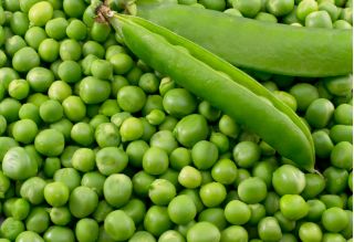 Pea "Polar Nochowski"