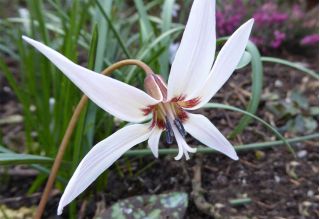 Erythronium Snow Flake - Dog's Tooth Snow Flake