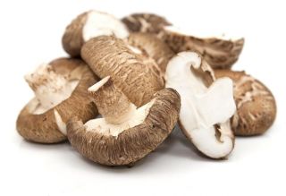 Shiitake - Stor pakke - 100 stk - mycelium gyteplugger - 