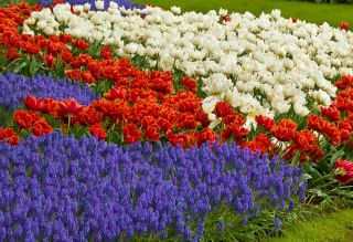 Tulipán naranja de doble flor, tulipán blanco y jacinto de uva azul - 50 piezas - 