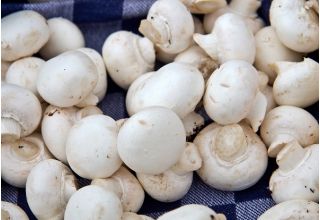 Ciupercă albă pentru cultivarea casei și grădinii - Agaricus bisporus