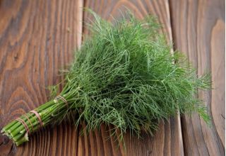 BIO - kopr - certifikoval organická semena - Anethum graveolens L.