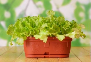 ミニガーデン - 切り花用のレタス - 緑、縮れた種類 - バルコニーおよびテラス栽培用 -  Lactuca sativa var. Foliosa - シーズ