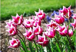 Tulipa Claudia - Tulip Claudia - 5 bulbs