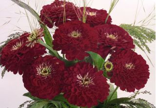 ダリアの花のある百日草「紫の女王」 -  120種 - Zinnia elegans fl. pl. Dahliaeflora - シーズ