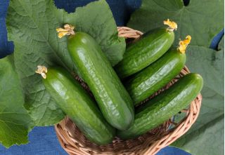 Kurkku Lawina -  Cucumis sativus - Lawina - siemenet