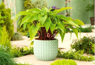 ホスタ、オオバコユリグーズベリーサンデー - 球根/塊茎/根 - Hosta