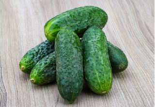 Castravete - Cornichon de Paris - Varietate crocantă, ideală pentru murături - Semințe proaspete