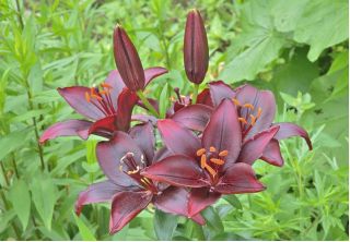 Lilium, Lily Mapira