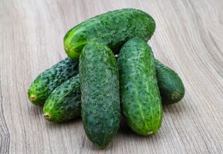  Pepino - Cornichon de Paris - semillas tratadas - Cucumis sativus