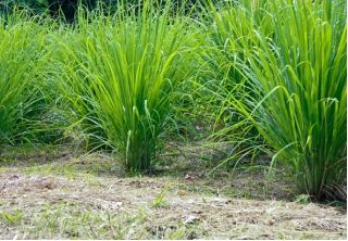 Citronella - 