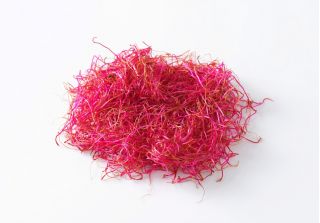 BIO Keimsprossen - Rote Bete - Zertifizierte Bio-Samen