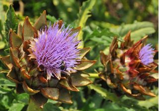 Semillas de cardo - Cynara cardunculus - 25 semillas - Cynara cardunuculus Bianco avorio