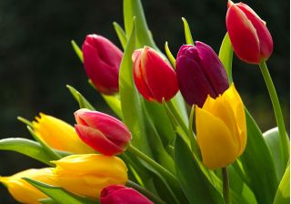 Tulipa Mix  - 郁金香混合 -  5个洋葱