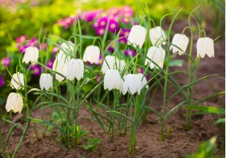 Almindelig vibeæg - Alba - pakke med 5 stk - Fritillaria Meleargis Alba